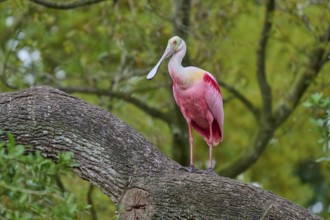 A pink bird stands on a tree trunk and looks into the surroundings, Roseate Spoonbill (Ajaja