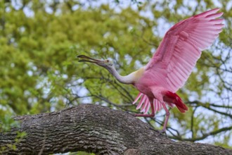 A pink bird spreads its wings to land on a branch, Roseate Spoonbill (Ajaja ajaja), spring, Orlando