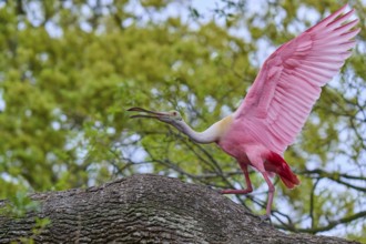 A pink bird stands with spread wings on a branch, Roseate Spoonbill (Ajaja ajaja), spring, Orlando