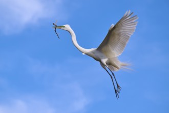 A white egret flies with outstretched wings against a clear blue sky, Great Egret (Egretta alba),