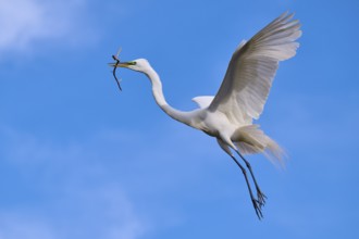 An elegant bird soars into the sky with a branch in its beak, Great Egret (Egretta alba), spring,