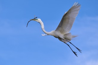A majestic bird flies with a branch in the wide blue sky, Great Egret (Egretta alba), spring,