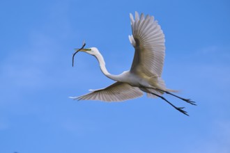 An elegant bird with a branch flies over the clear blue sky, Great Egret (Egretta alba), spring,
