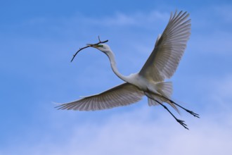 A magnificent bird carries a branch through the wide blue sky, Great Egret (Egretta alba), spring,