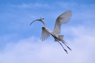 An elegant bird soars with a branch through the clear sky, Great Egret (Egretta alba), spring,