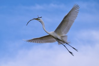 An elegant bird flies with a branch over the wide blue sky, Great Egret (Egretta alba), spring,