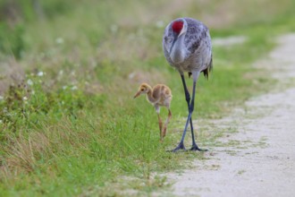 A crane and a chick walking along a rural path in green surroundings, Canada cranes or Florida