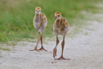 Two fluffy chicks migrate over a sandy path along green meadows, Canada cranes or Florida cranes
