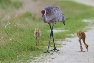 A crane and its chicks walk on a rural path along the meadow, Canada cranes or Florida cranes (Grus