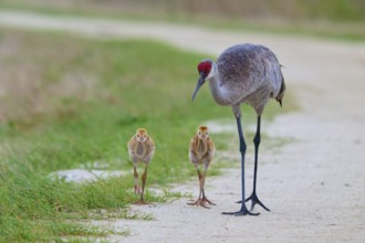A crane and its chicks walk along a path through the green nature, Canada cranes or Florida cranes