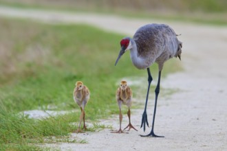 Crane and two chicks walking on a rural path next to a grassy edge, Canada cranes or Florida cranes