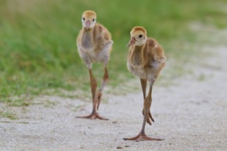 Two fluffy chicks walking curiously on a sandy path with green surroundings, Canada cranes or