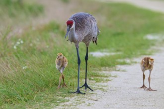 Crane with two chicks walking along a sandy path next to grassy areas, Canada cranes or Florida