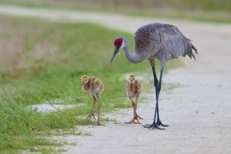 A crane with its chicks walking on a rural path next to green meadows, Canada cranes or Florida
