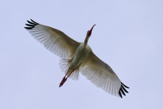 A bird flies majestically in the clear blue sky with outstretched wings, Snowy Ibis (Eudocimus