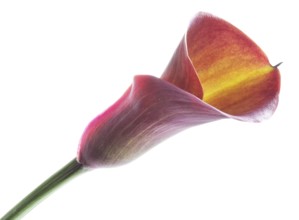 Pink Calla, Rehmann Calla (Zantedeschia rehmannii)