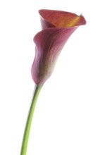 Pink Calla, Rehmann Calla (Zantedeschia rehmannii)