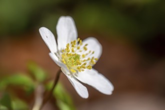 Wood anemone / European thimbleweed (Anemone nemorosa) close-up of white flower showing yellow