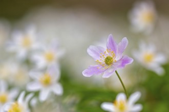 Pink wood anemone among colonial growth of white anemones / European thimbleweed (Anemone nemorosa)