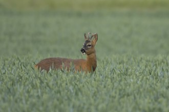 Roe deer (Capreolus capreolus) adult animal male roebuck in a farmland wheat field in summer,