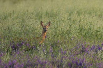 Roe deer (Capreolus capreolus) adult animal female doe in a farmland cereal field with purple vetch