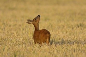 Roe deer (Capreolus capreolus) adult animal female doe in a farmland wheat field in summer,