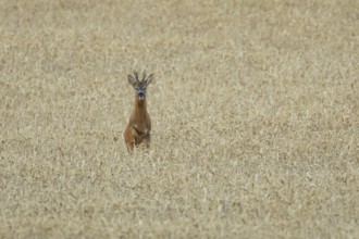 Roe deer (Capreolus capreolus) adult animal male roebuck running in a farmland wheat field in