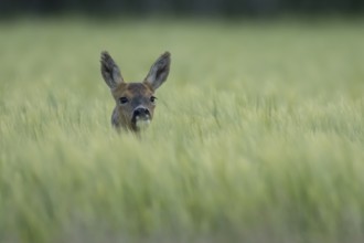 Roe deer (Capreolus capreolus) adult animal female doe in a farmland barley field in summer,