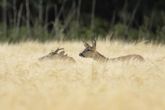 Roe deer (Capreolus capreolus) adult male roebuck and female doe two animals in a farmland barley