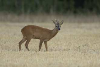 Roe deer (Capreolus capreolus) adult animal male roebuck in a farmland stubble field in summer,