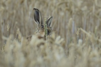 European brown hare (Lepus europaeus) adult animal feeding on a wheat sheath in a farmland field in