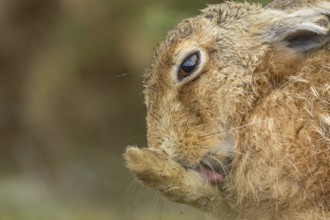European brown hare (Lepus europaeus) adult animal washing its foot in summer, England, United