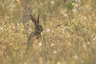 European brown hare (Lepus europaeus) adult animal amongst wildflowers in a farmland field in