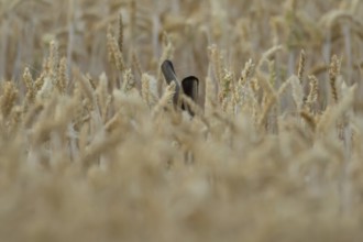 European brown hare (Lepus europaeus) adult animal in a farmland wheat field in summer, England,