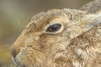 European brown hare (Lepus europaeus) adult animal head portrait, England, United Kingdom