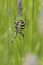 Wasp spider (Argiope bruennichi) adult in its web amongst lavender plants in the summer, England,