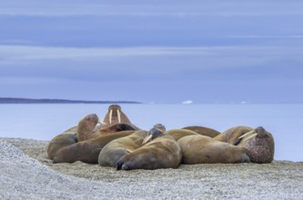 Atlantic walruses (Odobenus rosmarus) colony resting at terrestrial haulout / haul-out on beach