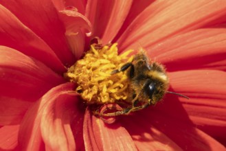 Buff tailed bumble bee (Bombus terrestris) adult insect feeding on garden Dahlia flower in the