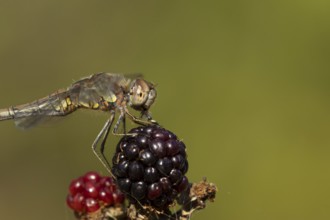 Common darter dragonfly (Sympetrum striolatum) adult insect feeding on a fly while resting on