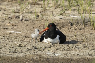 Eurasian oystercatcher (Haematopus ostralegus) adult wading bird seemingly adopted a Pied avocet