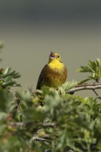 Yellowhammer (Emberiza citrinella) adult male bird singing in a hawthorn hedgerow in summer,