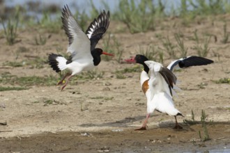 Eurasian oystercatcher (Haematopus ostralegus) adult wading bird fighting with a Shelduck (Tadorna