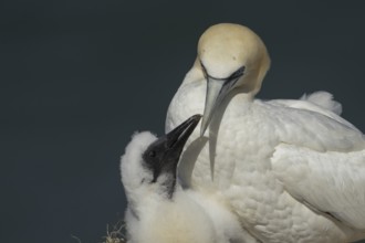Northern gannet (Morus bassanus) adult parent bird and juvenile baby chick seabirds on a nest on a