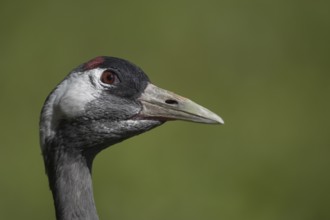 Common crane (Grus grus) adult bird head portrait, England, United Kingdom