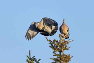 Wood pigeon (Columba palumbus) attacking an intruder, confrontation, courtship behaviour, aerial