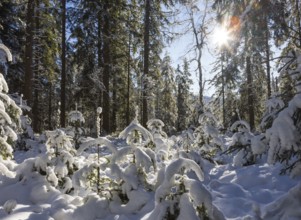 Snowy winter forest in morning sunlight, Mondseeland, Salzkammergut, Upper Austria, Austria