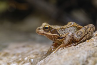 The Common Frog (Rana temporaria) near Bad Reichenhall in the Alps. The Common Frog in the clear