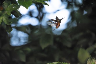 Stag beetle hovers in the trees of the Voralb at sunset