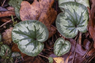 Early spring cyclamen (Cyclamen coum), Emsland, Lower Saxony, Germany