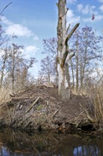 Beaver (Castor fibre), castle of a beaver on the banks of the Peene, dwelling of a beaver, Peene